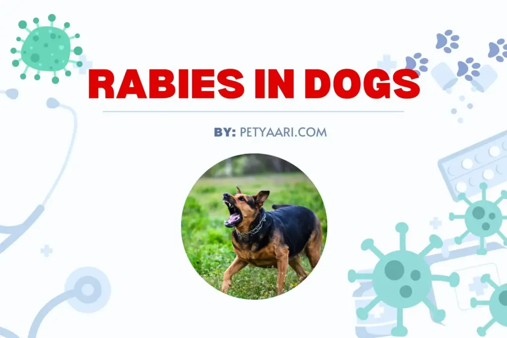 Rabies in Dogs in India: Symptoms, Transmission, and Prevention Strategies