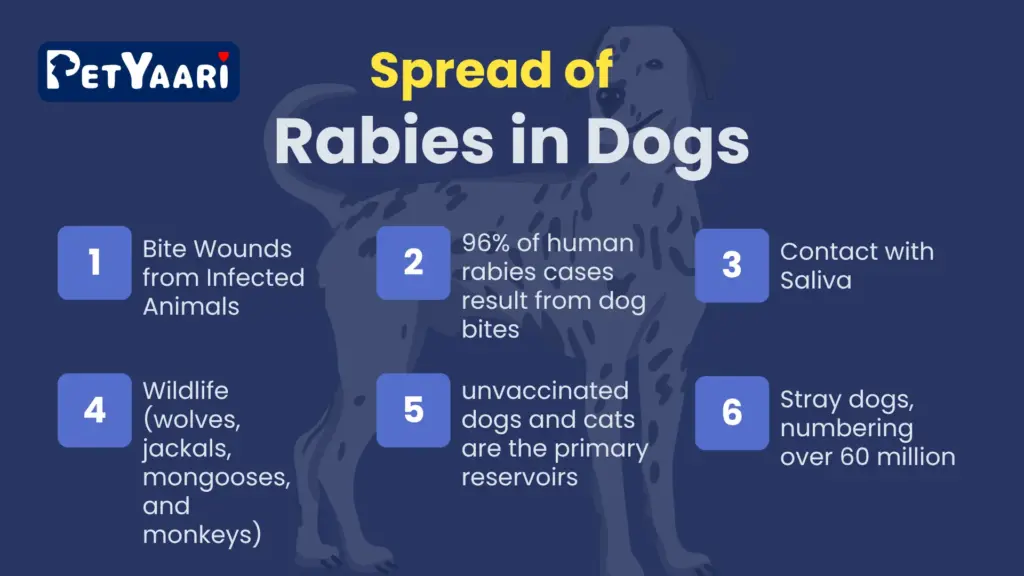 Visual representation of rabies spread in dogs, detailing the pathways and factors contributing to its transmission.
