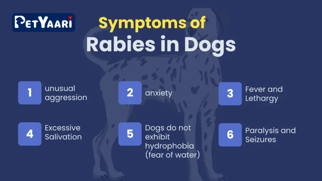Infographic illustrating symptoms of rabies in dogs, including aggression, paralysis, and excessive drooling.