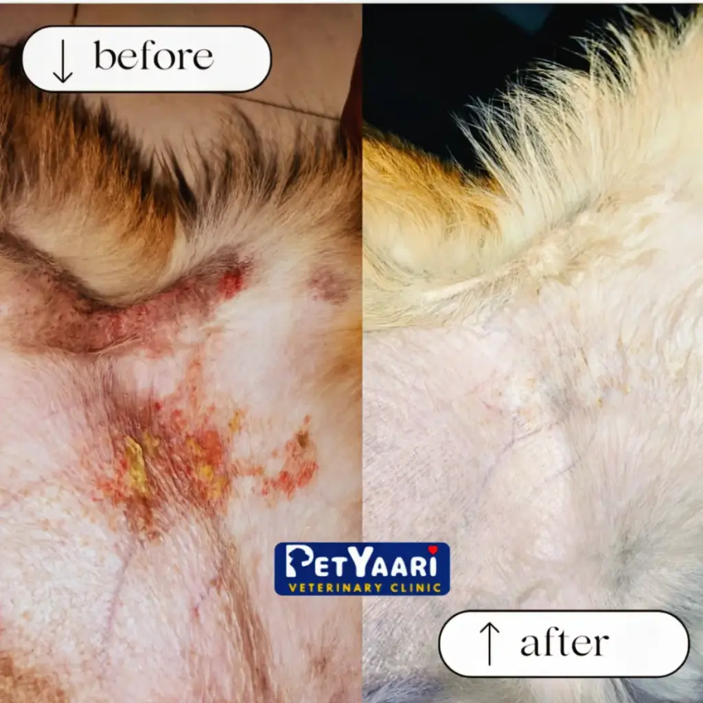 before and after treatment of skin infection in dogs
