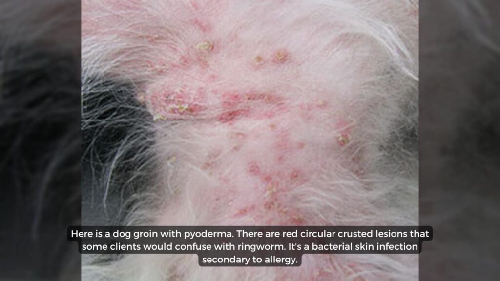 Dog Pyoderma