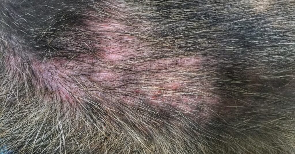 flea allergy dermatitis