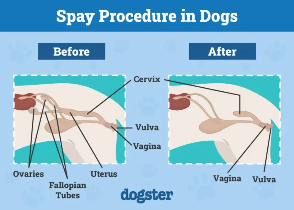 Female dog spaying surgery package at PetYaari Hyderabad