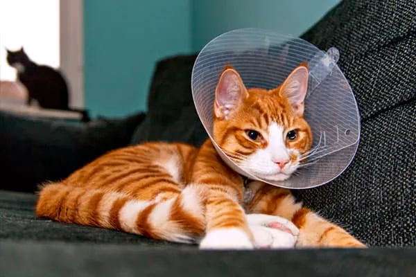 Male cat neutering surgery package at PetYaari Hyderabad