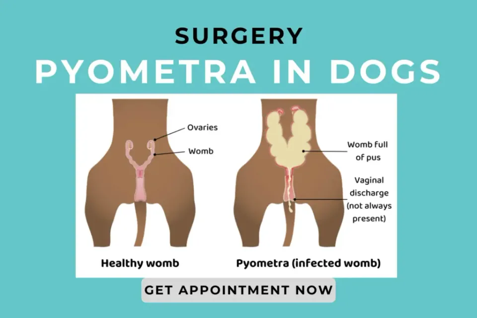 Pyometra surgery guidance for dogs at PetYaari Hyderabad