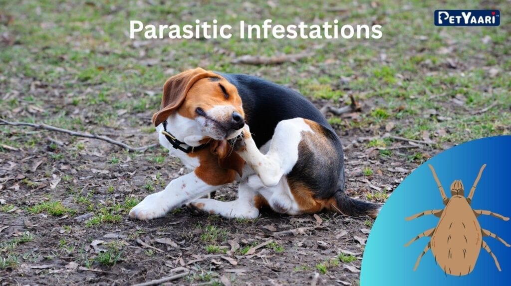 Dog Itching: 7 Common Causes, Symptoms, and Effective Relief Strategies