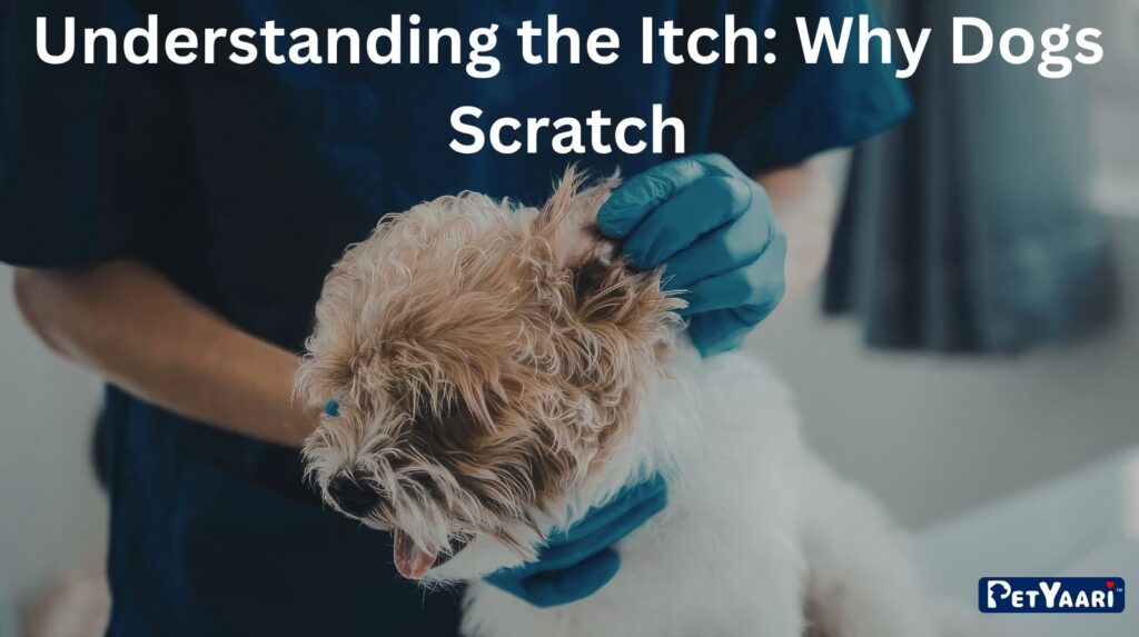 Understanding the Itch: Why Dogs Scratch