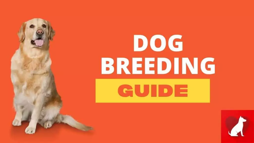 Dog Breeding Guide