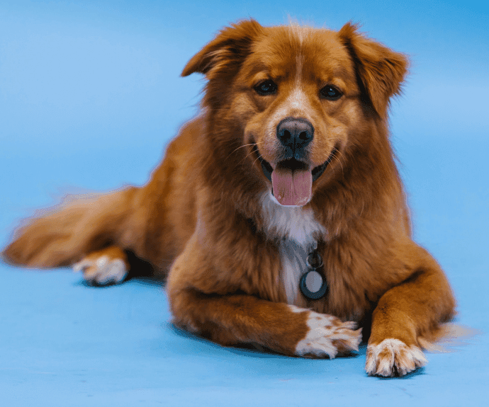 India Intensifies Rabies Vaccination Drive on World Zoonoses Day 2025