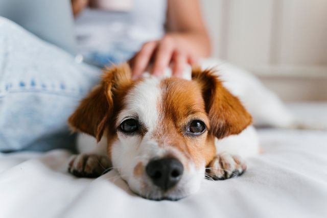 Pet Endocrinology at Petyaari Veterinary Clinic