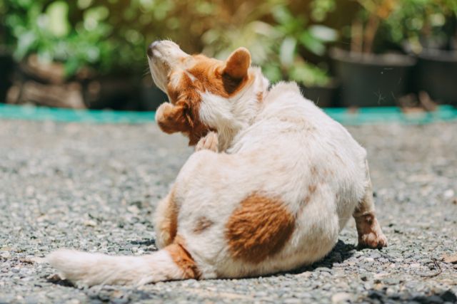 Pet Fleas and Tick Control at Petyaari Veterinary Clinic