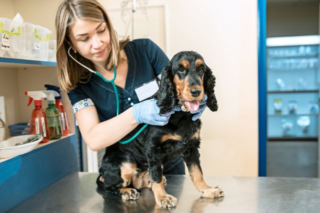 Pet Medical Assessment at Petyaari Veterinary Clinic