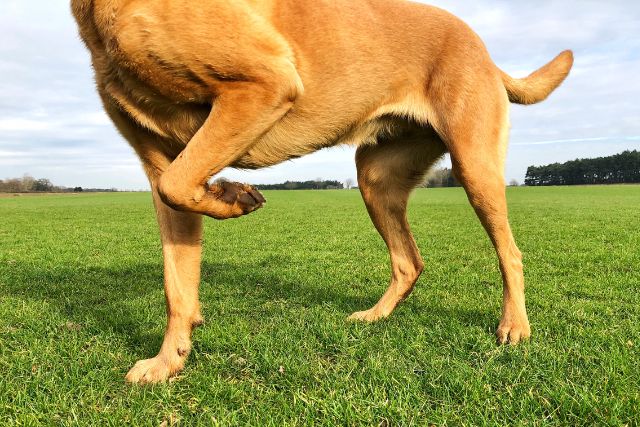 Pet Musculoskeletal at Petyaari Veterinary Clinic