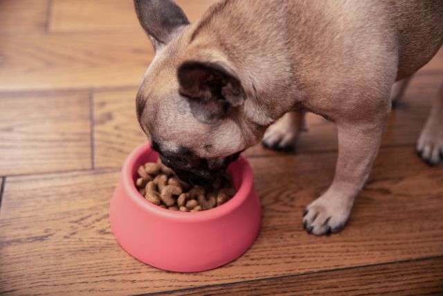 Pet Nutritional Counseling at Petyaari Veterinary Clinic