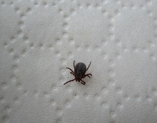 Canine Tick-Borne Disease Advanced Panel, PCR (Babesia, Ehrlichia, Hepatozoon, Anaplasma)