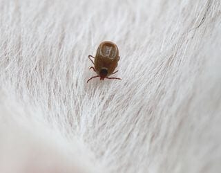 Canine Tick-Borne Disease Panel, PCR (Babesia, Ehrlichia, Hepatozoon)