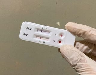 Feline Leukemia Virus (FeLV)