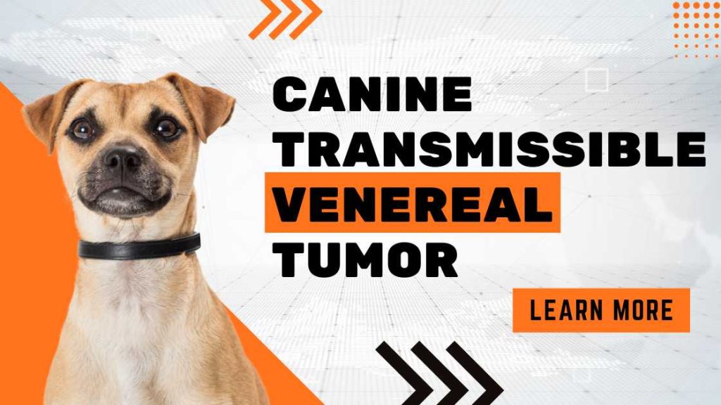 Canine Transmissible Venereal Tumor