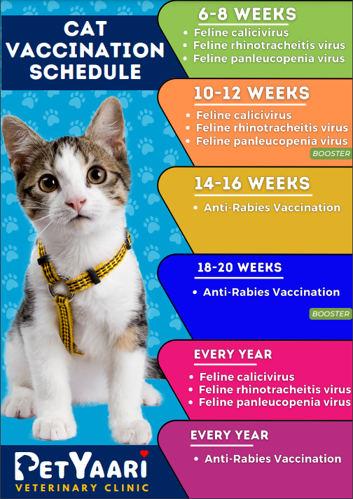 Cat Vaccination Schedule