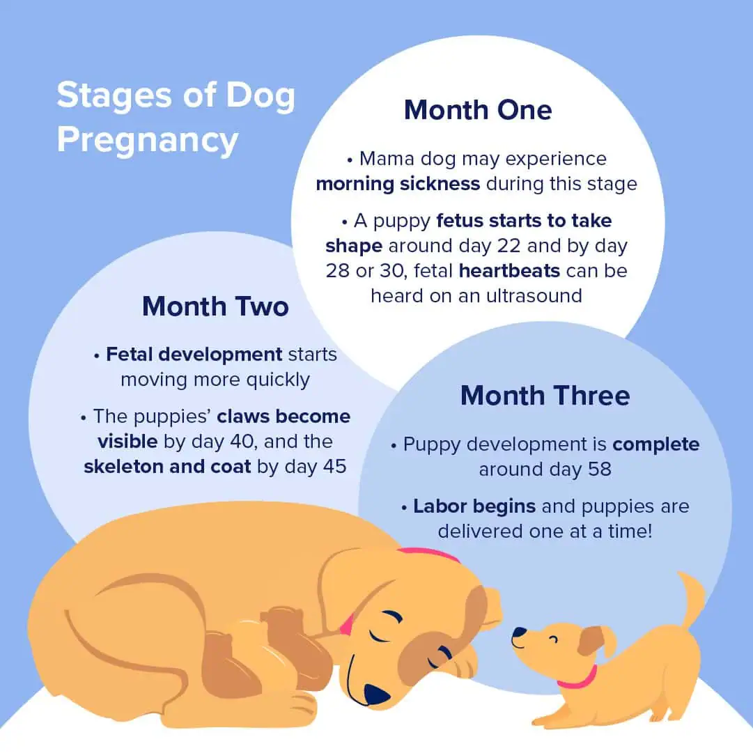 True vs False Pregnancy in Dogs: A Comprehensive Guide Stages of Dog Pregnancy
