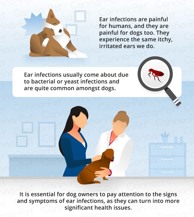 Dog Ear Infections: Symptoms, Causes, and Treatment Dog Ear Infection