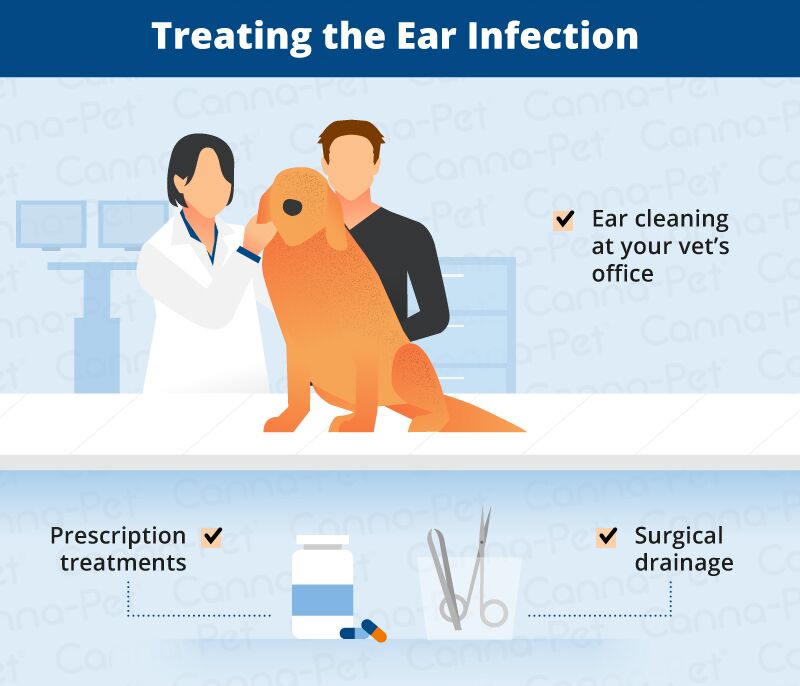 Dog Ear Infections: Symptoms, Causes, and Treatment Treatment of Dog Ear Infections