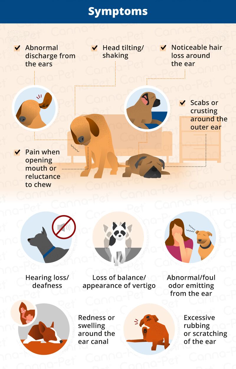 Dog Ear Infections: Symptoms, Causes, and Treatment Symptoms of Dog Ear Infections