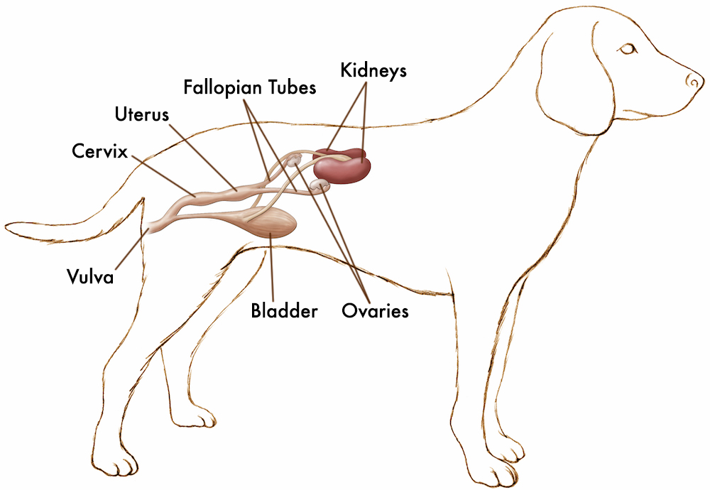 True vs False Pregnancy in Dogs: A Comprehensive Guide Canine Reproductive Health