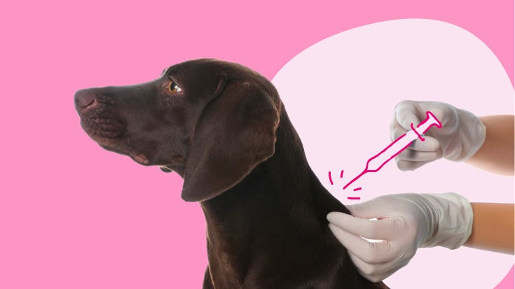 Dog Vaccinations in India: Schedule and Costs Pet vaccination near me