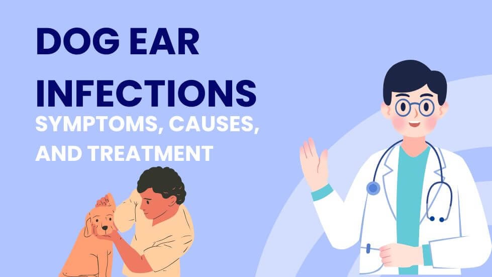 Dog Ear Infections Symptoms, Causes, and Treatment