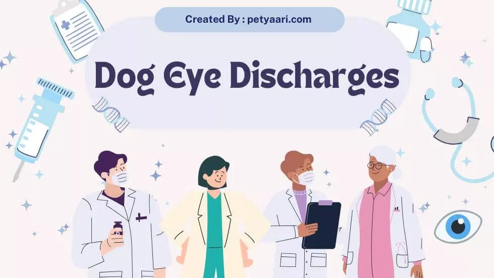 Dog Eye Discharges