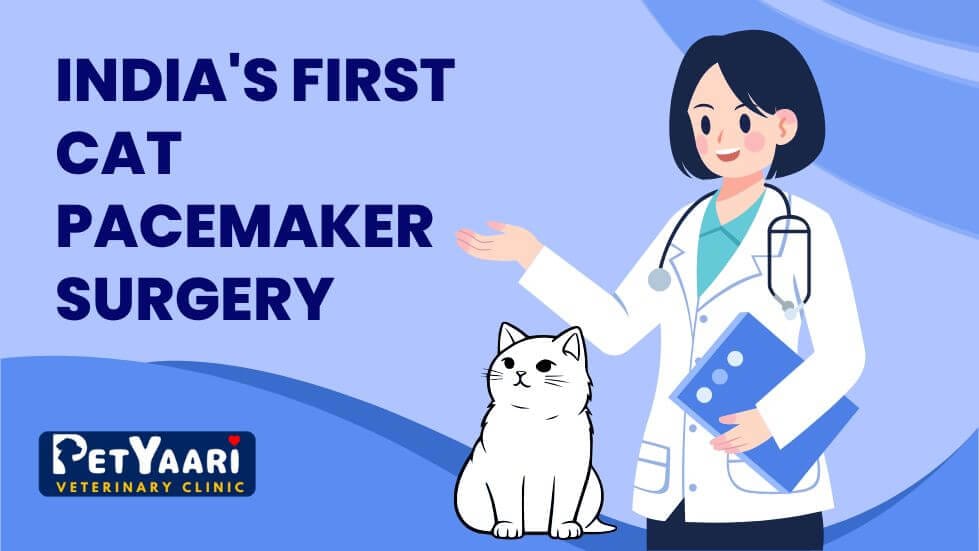India's First Cat Pacemaker Surgery