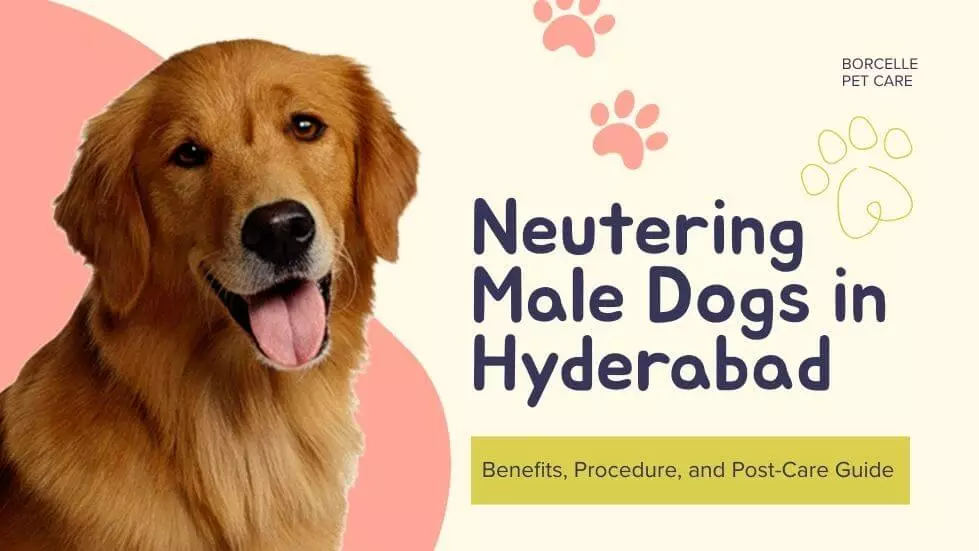 Neutering Male Dogs in Hyderabad