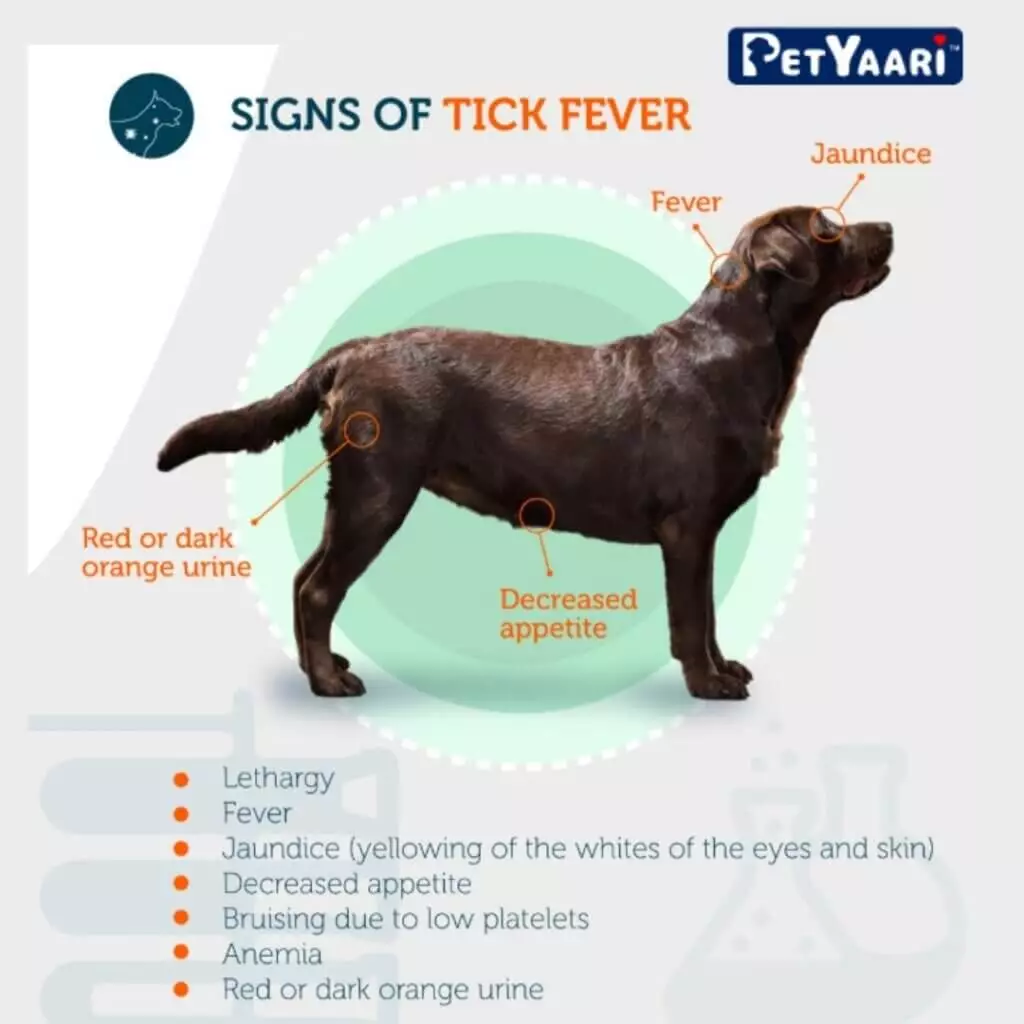 Signs and Symptoms of Tick Fever in Dogs