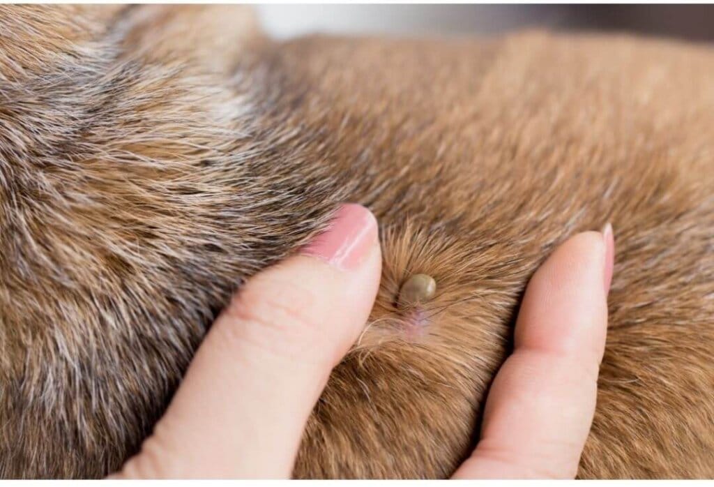 Tick Fever in Dogs