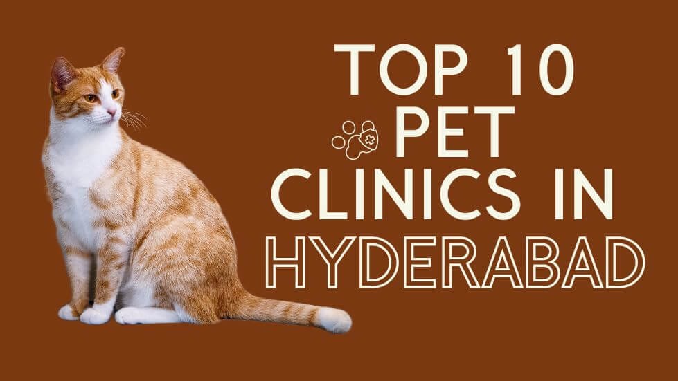 Top 10 Pet Clinics in Hyderabad