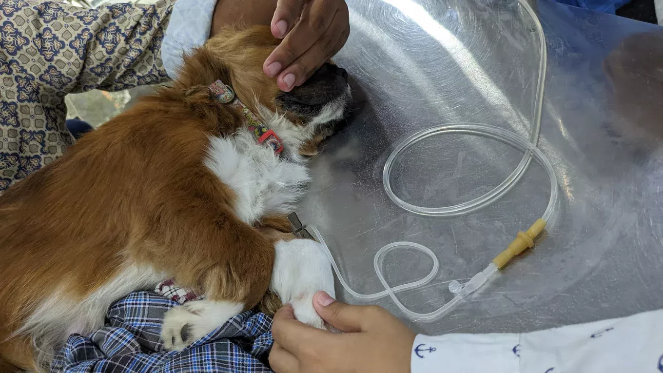 Parvo Virus in Dogs: Symptoms, Treatment & Prevention | Petyaari Pet Clinic Dog ongoing fluid therapy for parvo virus at petyaari pet clinic