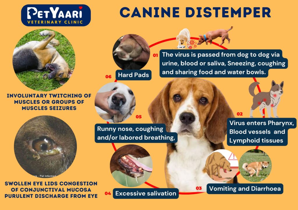 Canine Distemper in Dogs: A Pet Owner's Guide to Symptoms, Treatment, and Prevention Canine Distemper Symptoms and Pathogenesis