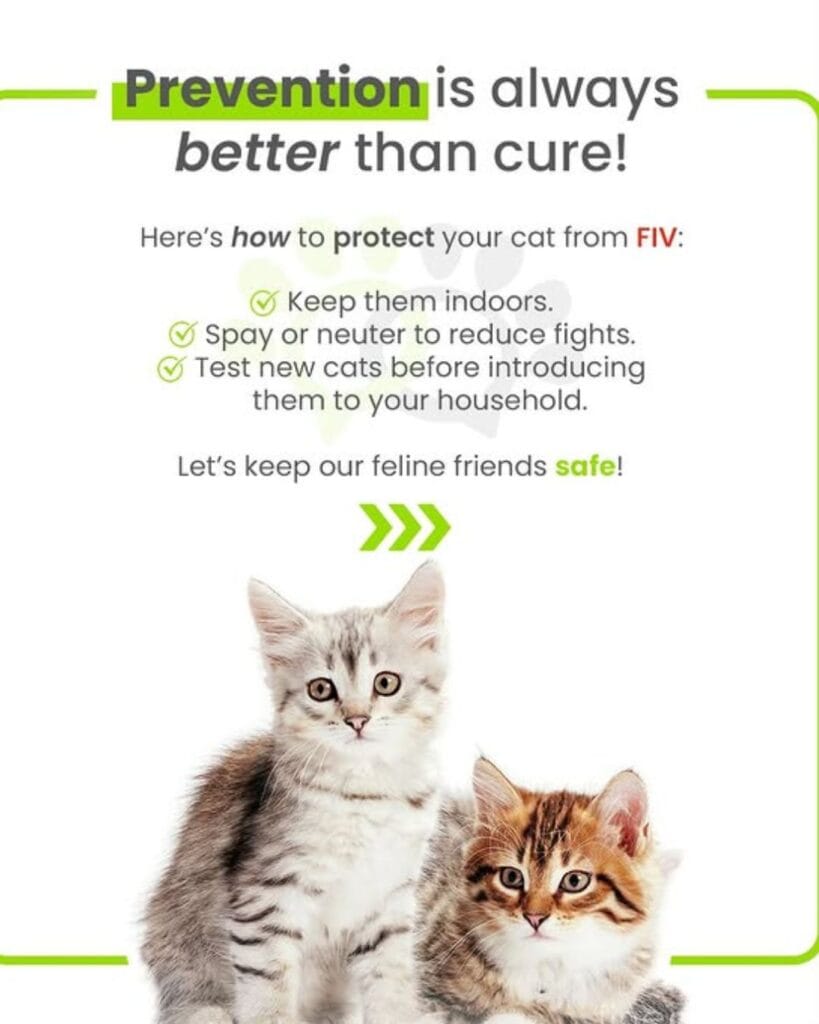 Feline Immunodeficiency Virus (FIV) Explained: Symptoms and Treatments Prevention is better than cure for FIV in cats