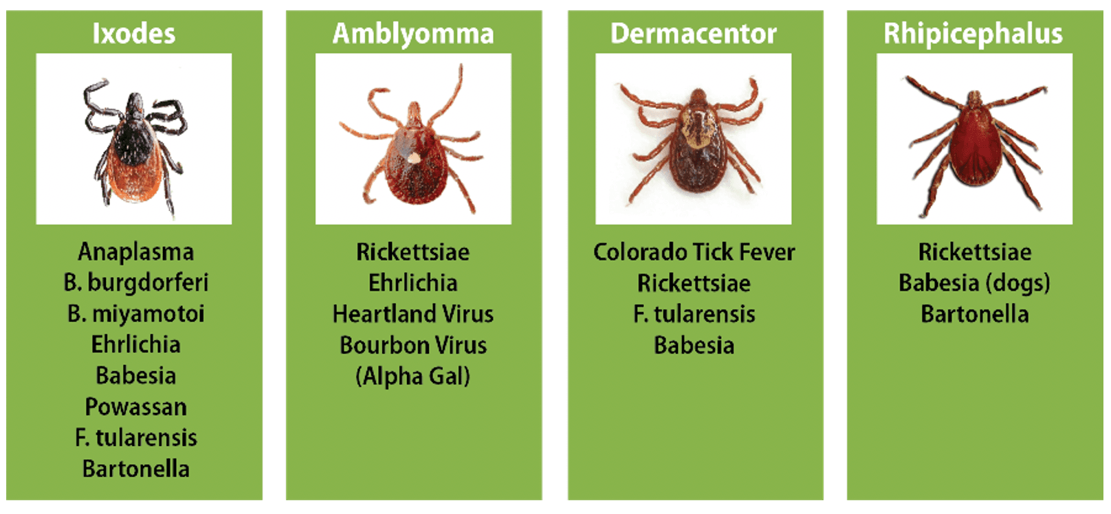Tick-Borne Diseases