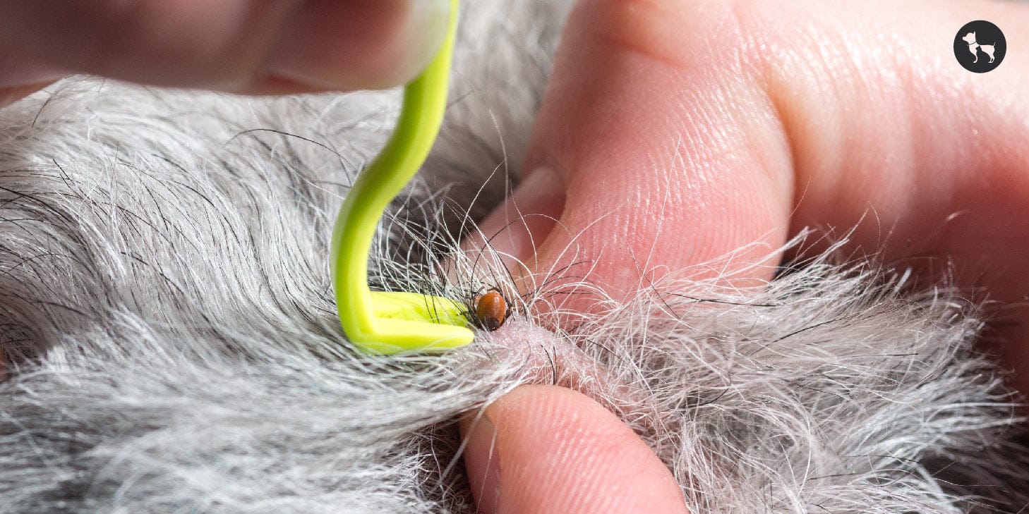 Treatment and Prevention of Ticks and TBDs