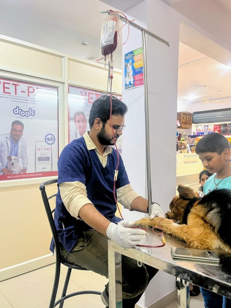 Dr Mohd Sajeed performing blood transfusion in a dog suffering from tick fever at petyaari pet clinic