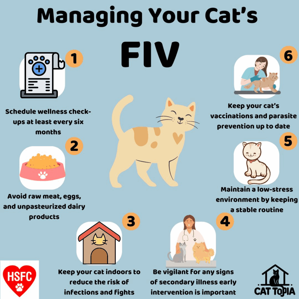 Feline Immunodeficiency Virus (FIV) Explained: Symptoms and Treatments Managing Cats with FIV