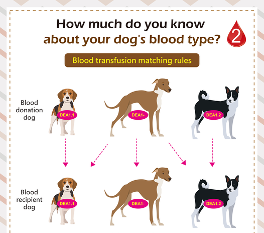 dog blood types