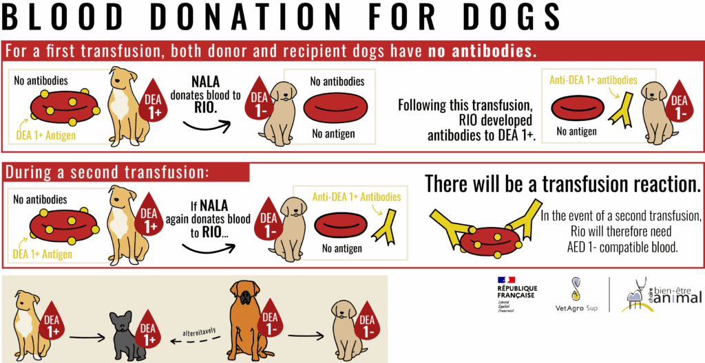 Blood Donation for Dogs - The DEA System