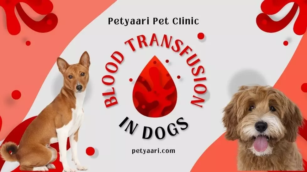 Blood Transfusion in Dogs