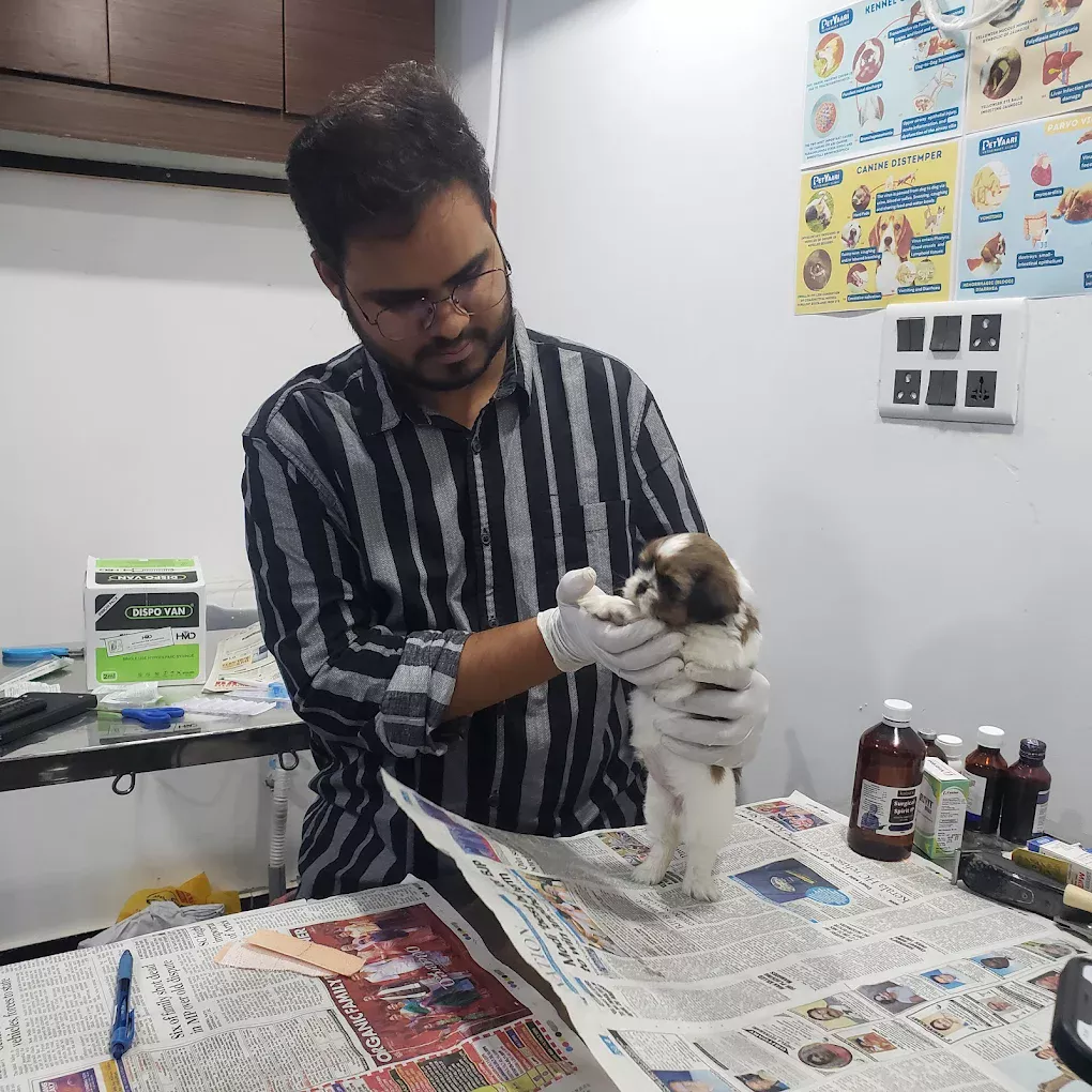 Canine Distemper in Dogs: A Pet Owner's Guide to Symptoms, Treatment, and Prevention Shih Tzu at petyaari pet clinic for First dose vaccination protects against canine distemper virus, canine adenovirus type 1 and 2, canine parainfluenza virus, canine parvovirus, and Leptospira.