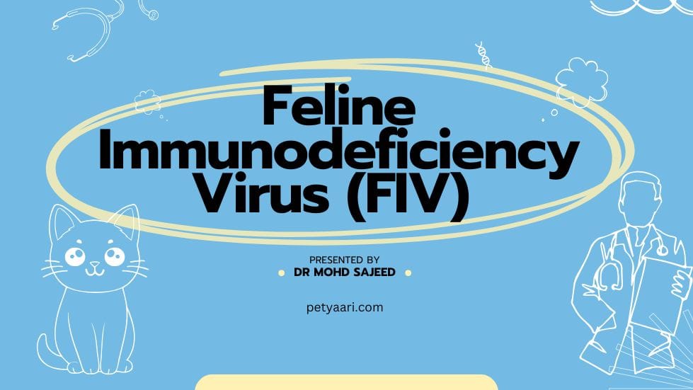 Feline Immunodeficiency Virus (FIV) Symptoms and Treatments