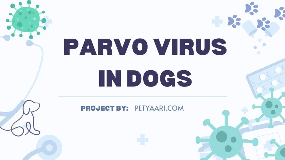 Parvo Virus in Dogs