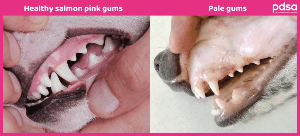 Dog healthy gums in comparison with pale gums